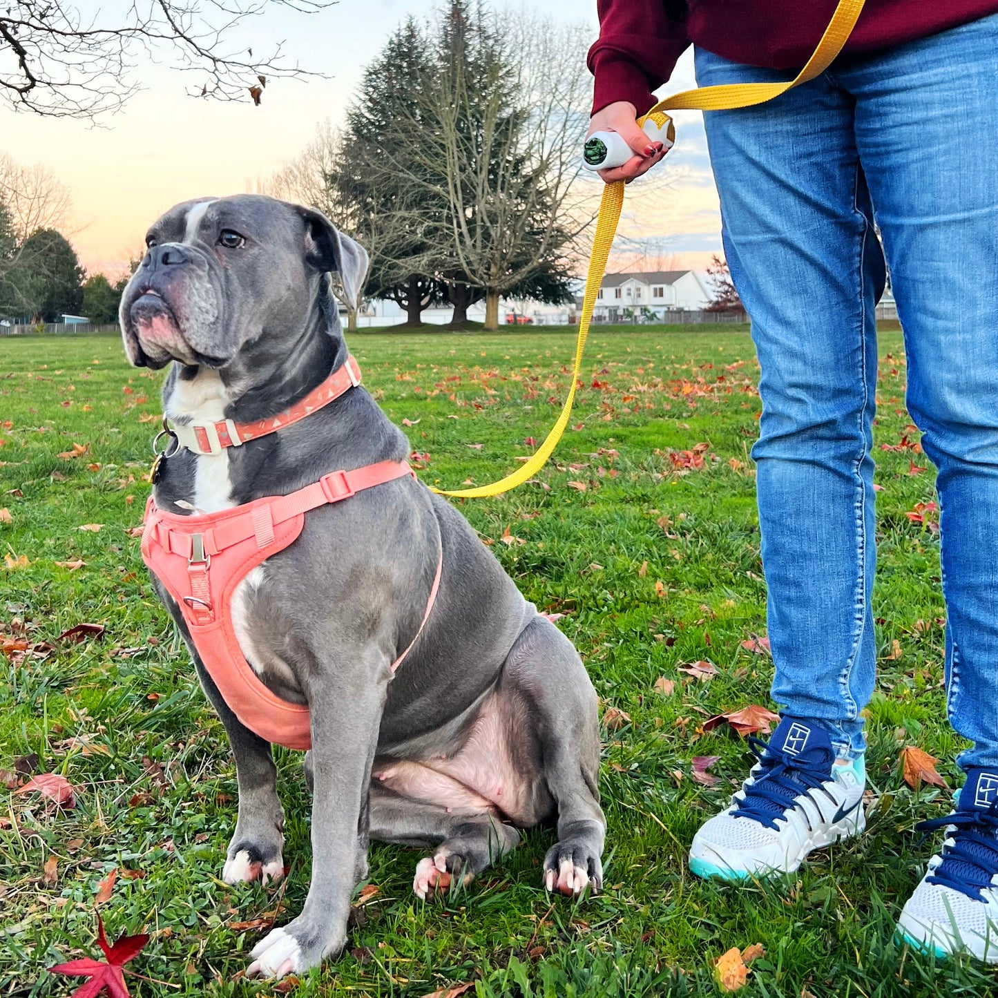 Quick-Control Dog Leash
